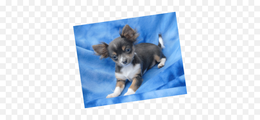 Chihuahua Puppies Teacup - Blue Long Haired Chihuahua Puppy Png,Chihuahua Png