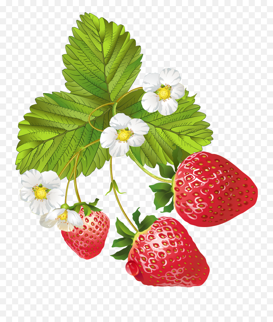 Flower Picture Freeuse Library Png - Strawberry Plant Clip Art,Strawberries Transparent Background