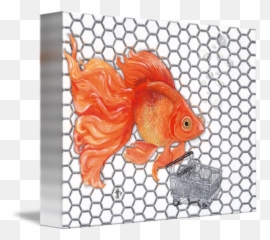 Attention Goldfish Shoppers By Joshua Modlin - Goldfish Png,Goldfish Transparent