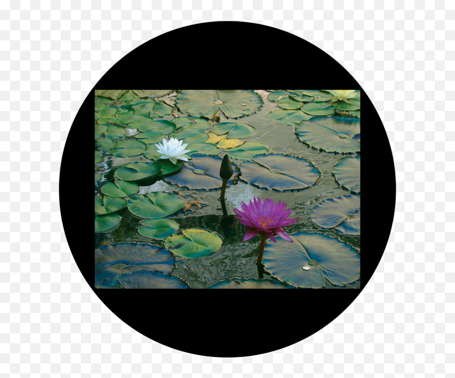 Download Hd D - Antonakos Lily Pad Apollo Design Csds Water Lily Png,Lily Pad Png