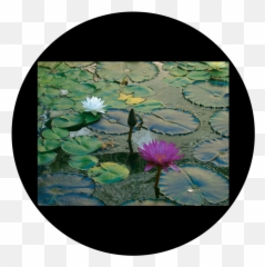 Download Hd D - Antonakos Lily Pad Apollo Design Csds Water Lily Png,Lily Pad Png