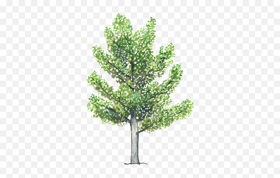 Alamo Arbol Png 2 Image - 3d Computer Graphics,Boxwood Png