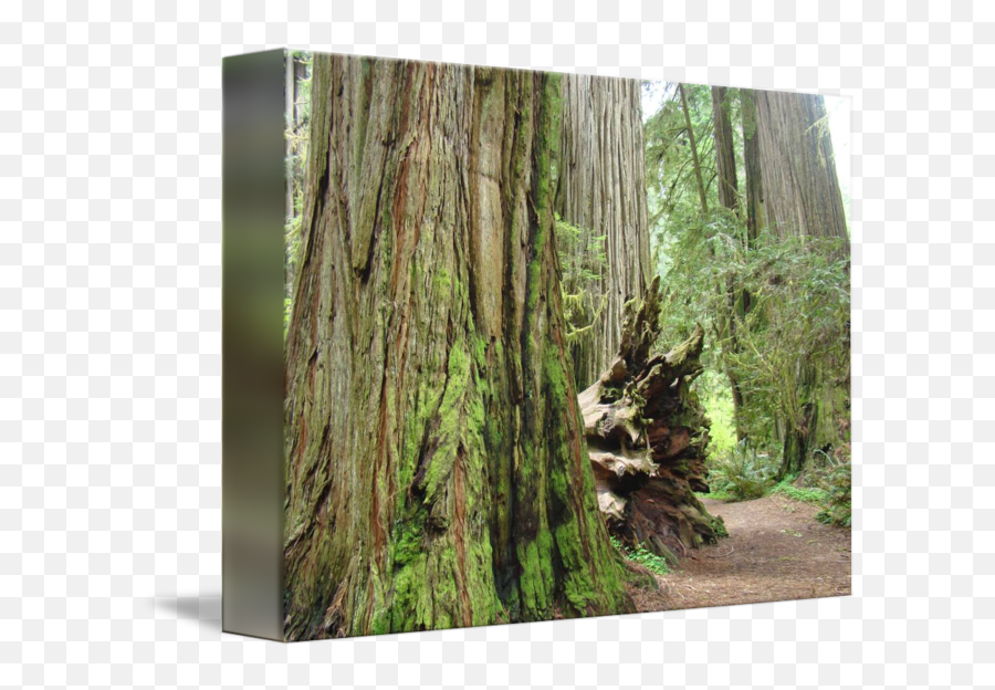 Redwood Trees Forest Art Print Gifts Nature By Baslee Troutman Fine Prints - Northern Hardwood Forest Png,Redwood Tree Png