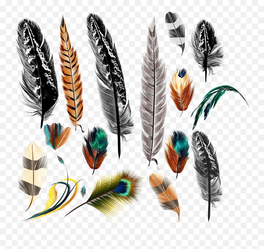 Feather Drawing - Big And Small Feather Decor Graphic Print Realistic Bird Feather Drawing Png,Feather Drawing Png