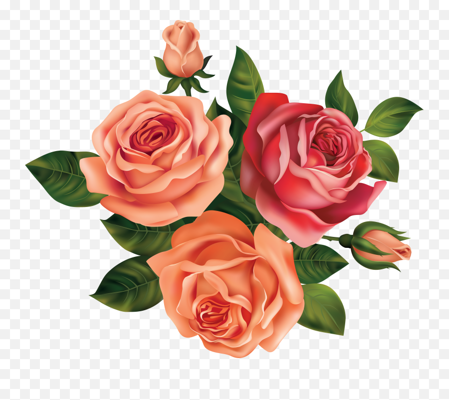 Roses Transparent U0026 Png Clipart Free Download - Ywd Rose Beautiful Flower Drawing,Rose Clipart Transparent Background