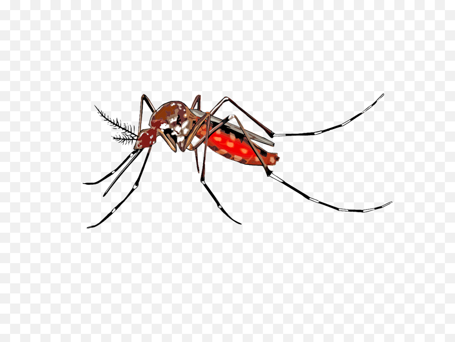 Transparent Mosquito Hd - Mosquito Cartoon Png,Mosquito Transparent