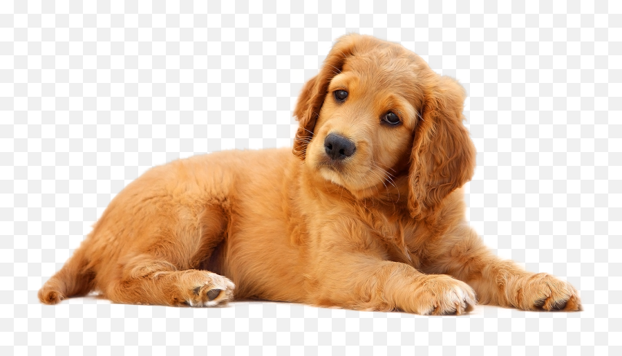 Download Dog Png Image For Free - Dog Png,Dog Transparent