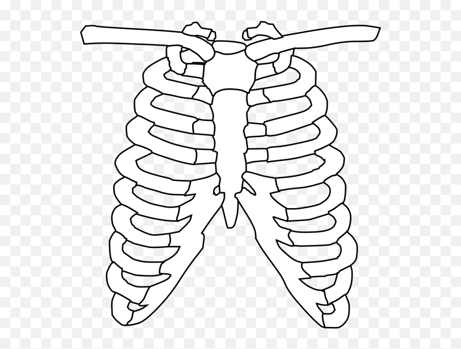 Rib Cage Png Svg Clip Art For Web - Download Clip Art Png Xray Clipart,Cage Icon