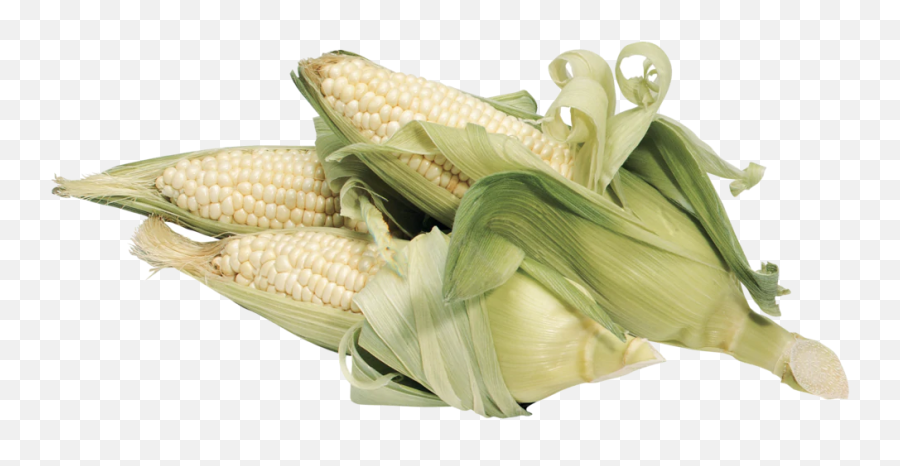 Download Free Baby Maize Corn Cobs Png Hd Icon - White Corn Transparent,Corn Icon Png