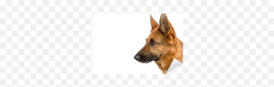 Wall Mural Side View Of A Head German Shepherd Dog - German Sheperd Side View Png,German Shepherd Dog Icon