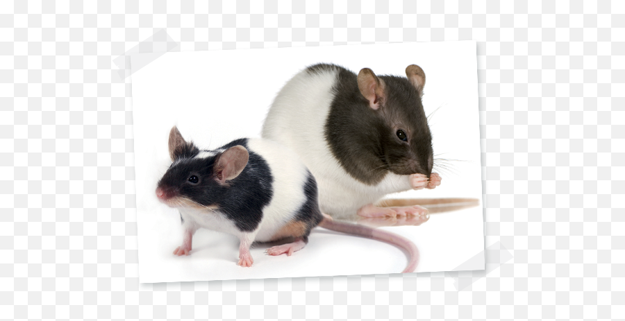 Rat And Mouse - Hamiform Fancy Rat Png,Rats Png