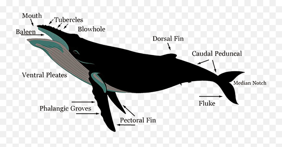 Humpback Whale Saltycabo Watching Mexico Specifics - Features Of A Humpback Whale Png,Humpback Whale Png