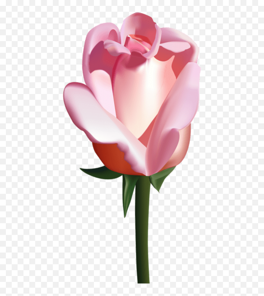 Download Free Png Pink Rose Images Transparent - White Bunga Mawar,Pink Rose Png