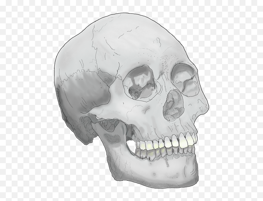 Skull Head - Skull Png,Skull Head Png