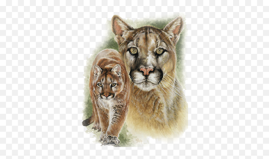 Cougar - Drawing Png,Cougar Png