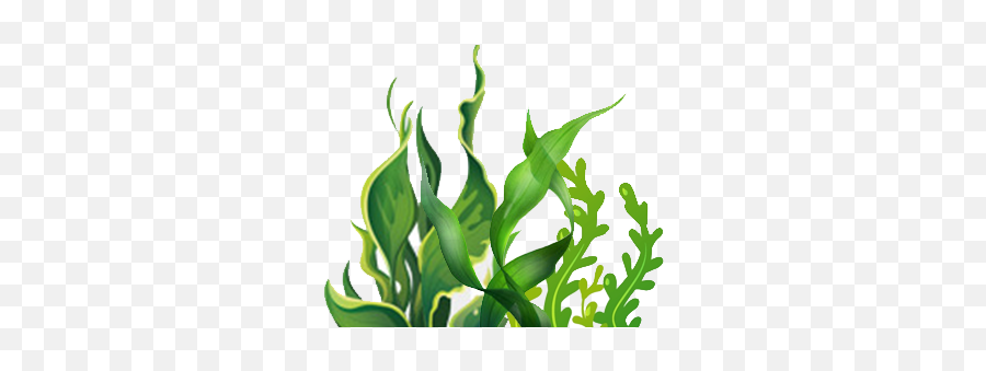 Seaweed Sri Lanka - Aquatic Plants Clipart Png,Seaweed Png