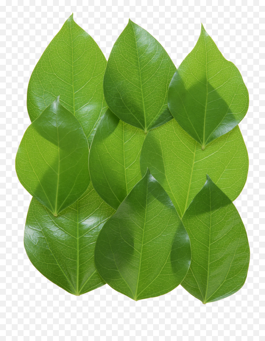 Nv80 Green Leaves Png V17 Images - Portable Network Graphics,Tree Leaves Png