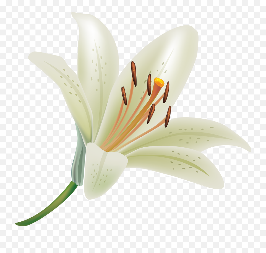 White Lily Wallpapers Picture - White Lily Flower Png,Lily Transparent Background