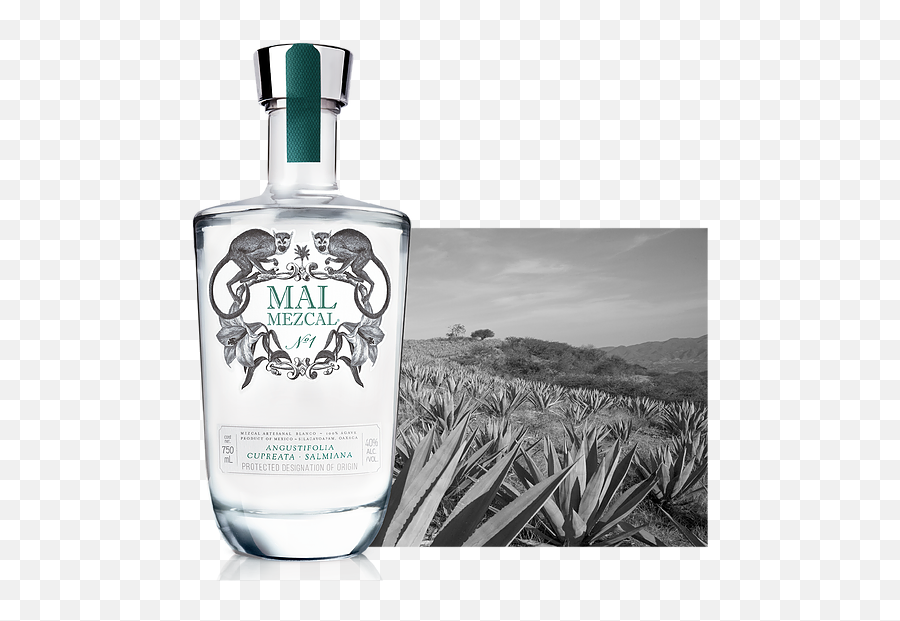 Home - Glass Bottle Png,Agave Png