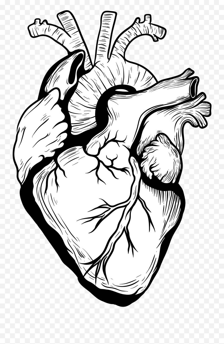 Organ Designer Heart Transprent Free - Real Heart Drawing Png,Heart Organ Png
