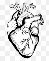 Organ Designer Heart Transprent Free - Real Drawing png