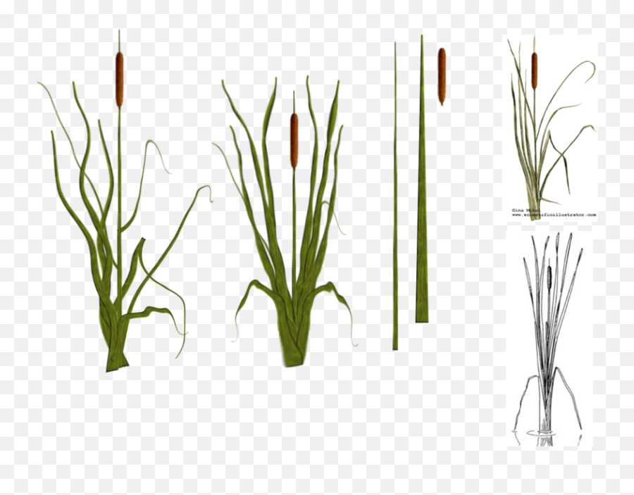 Download Hd Cat Tail Plants By Tyke - Cattail Plant Png Cattail Plant Png,Cat Tail Png
