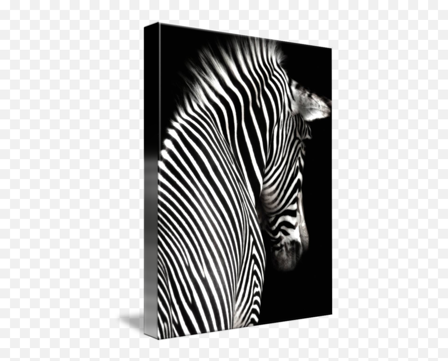 Black And White Zebra With Background By Elle Arden - Paintings On Black Background Png,Zebra Transparent Background