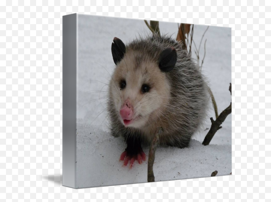 Snow Opossum By Pics Of Nature - Common Opossum Png,Opossum Png