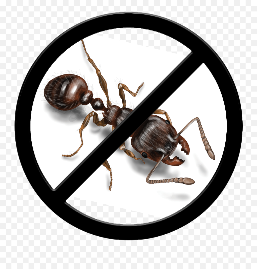 Pest Control - Gluten Vegan Free Logo Png,Ants Png