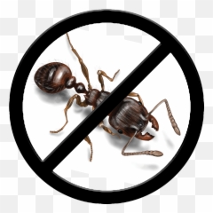Pest Control - Gluten Vegan Free Logo Png,Ants Png