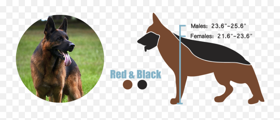 European Versus American German Shepherds - German Vs American German Shepherd Png,German Shepherd Png