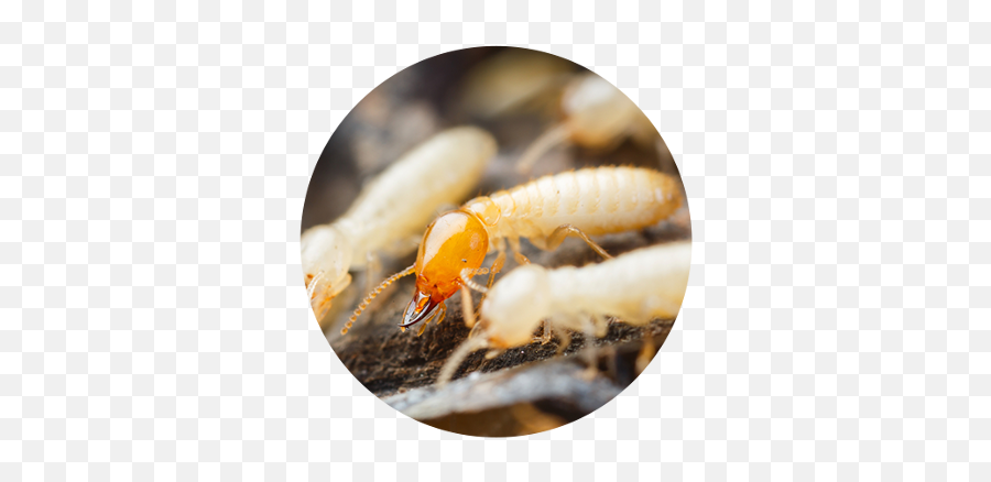 Anti Termite - Do Termites Look Like Png,Termite Png