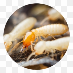 Anti Termite - Do Termites Look Like Png,Termite Png