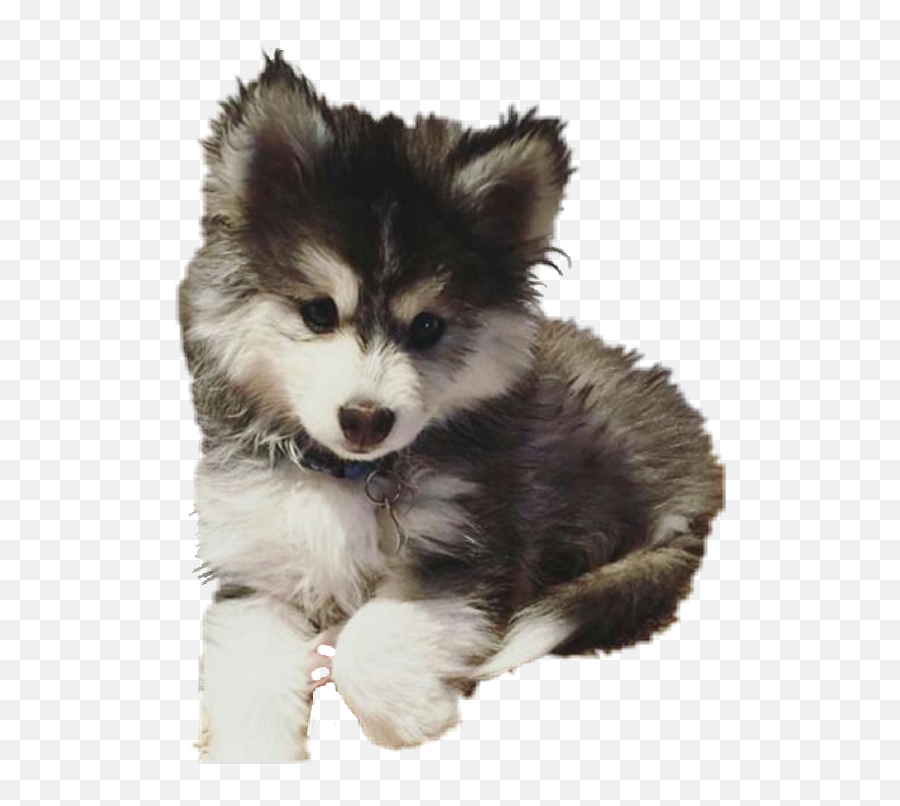 Husky Clipart Pomsky Transparent Free For - Pomsky Transparent Png,Pomeranian Png