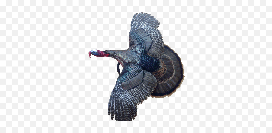 Uplandprices - Wild Turkey Png,Turkey Transparent