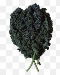 19 Salad Png Images Free To Download - Kale E Cavolo Nero,Salad Png