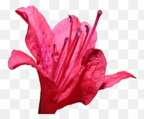 Flowers Transparent Frame - Maloti Blowming Flower Transparrent Png,Transparent Flowers