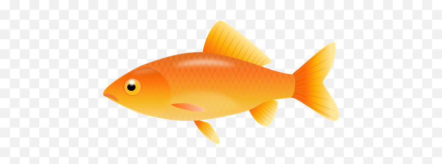 Goldfish Transparent U0026 Png Clipart Free Download - Ywd Gold Fish Clipart,Goldfish Transparent