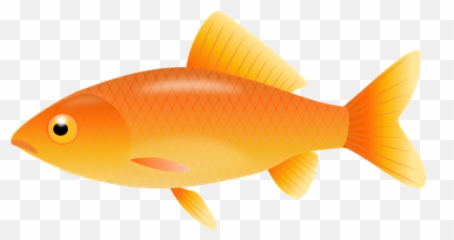 Goldfish Transparent U0026 Png Clipart Free Download - Ywd Gold Fish Clipart,Goldfish Transparent