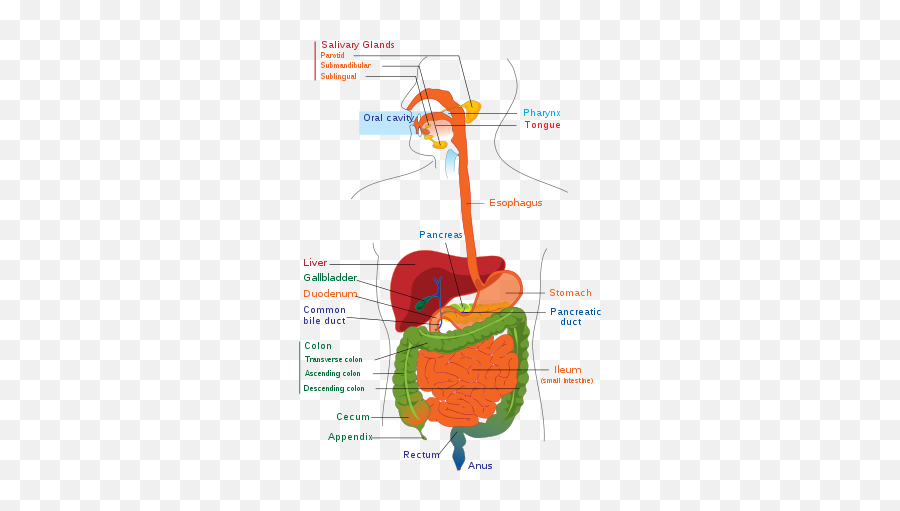 Leaky Gut Syndrome Digestive Bitters - Size Of A Stomach Png,Digestive System Png