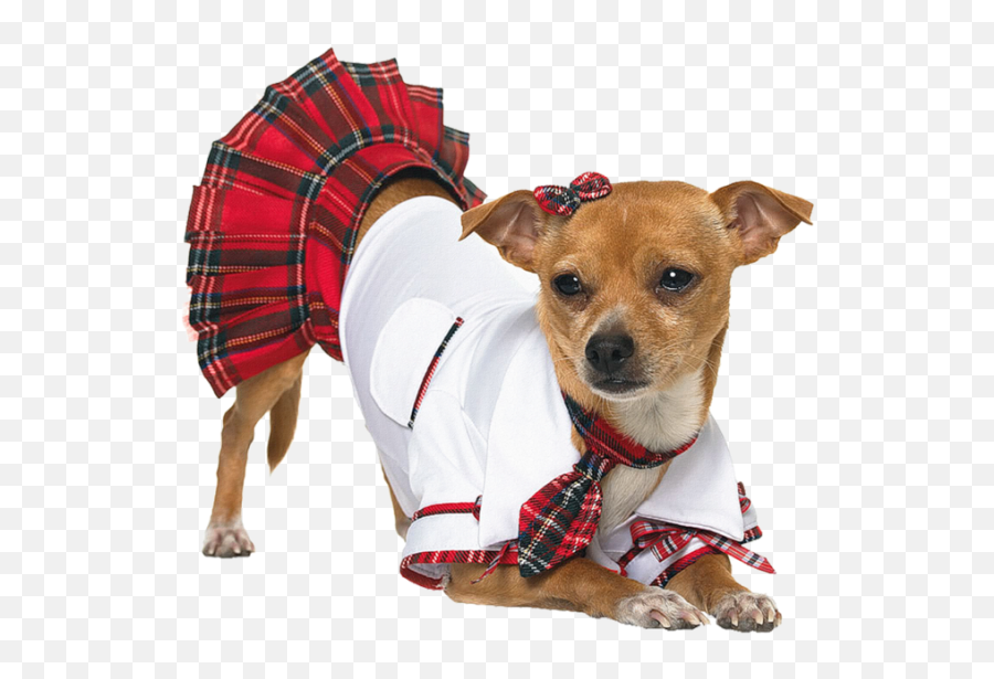 Funny Dog Widescreen - Sexy Costumes For Dogs Png,Funny Dog Png