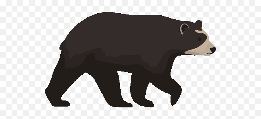 Videos - Spectacled Bears Conservation Society Bearish And Bullish Png,Polar Bear Icon