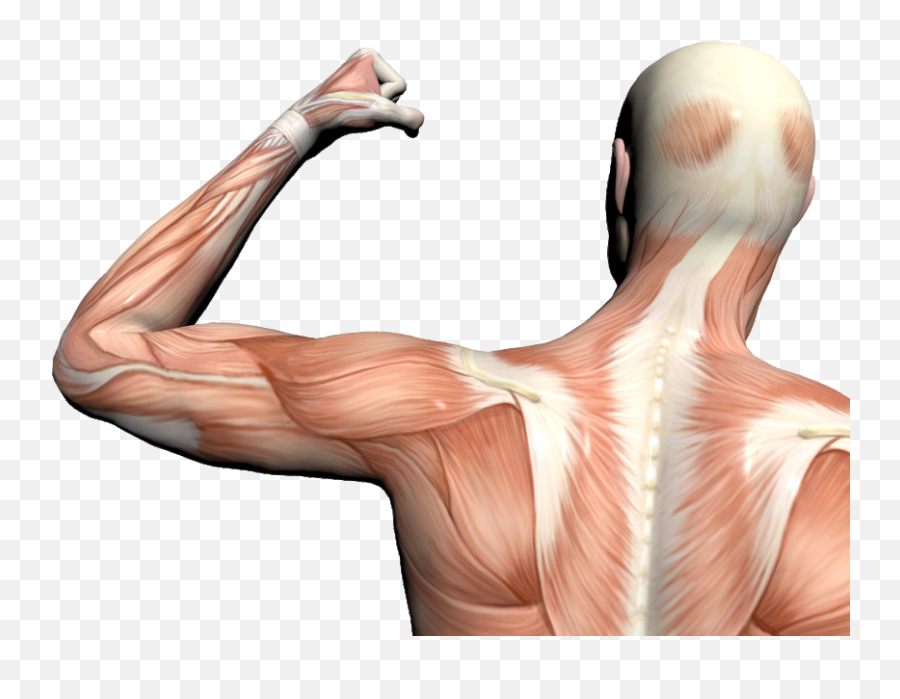 Muscle Anatomy Png 4 Image - Increase In Muscle Pliability,Muscles Png