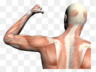 Muscle Anatomy Png 4 Image - Increase Pliability