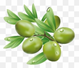Olive Png And Vectors For Free Download - Dlpngcom Olives Tags,Olive Png