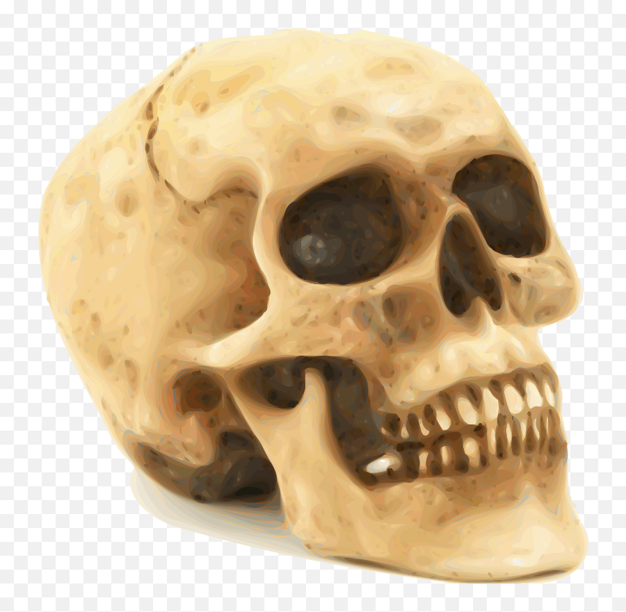 Clipart Skull Human - Human Skull Png,Skull Transparent Background