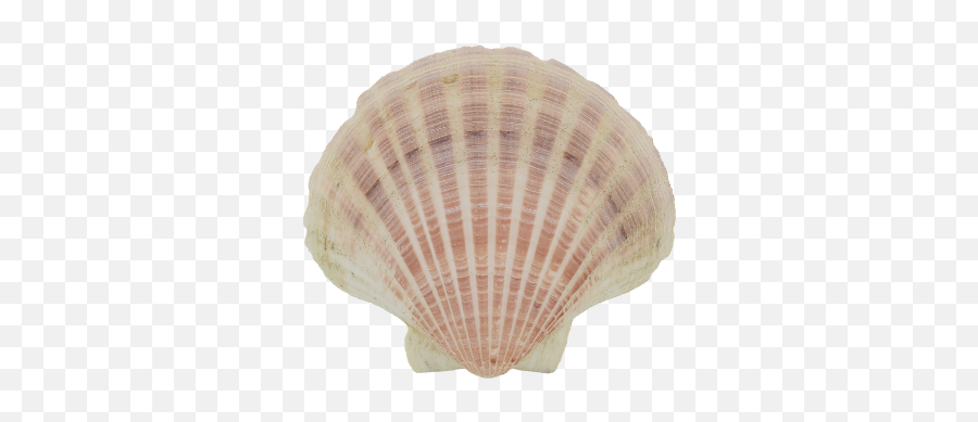 P3d - Cockle Png,Shell Png