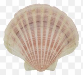 P3d - Cockle Png,Shell Png