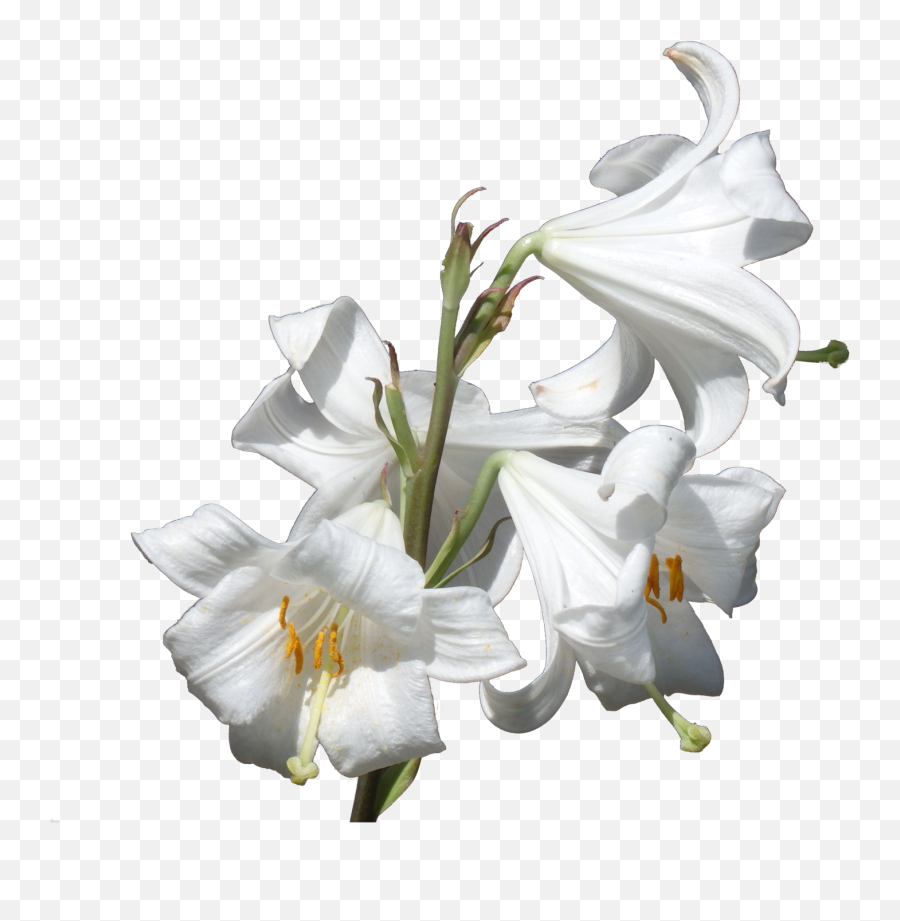 Flower Plant Lilium Candidum Liliaceae - Lilies Png,Lilies Png