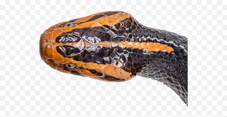 Parkinson Lab Research Snake Clemson - Serpent Png,Snake Scales Png
